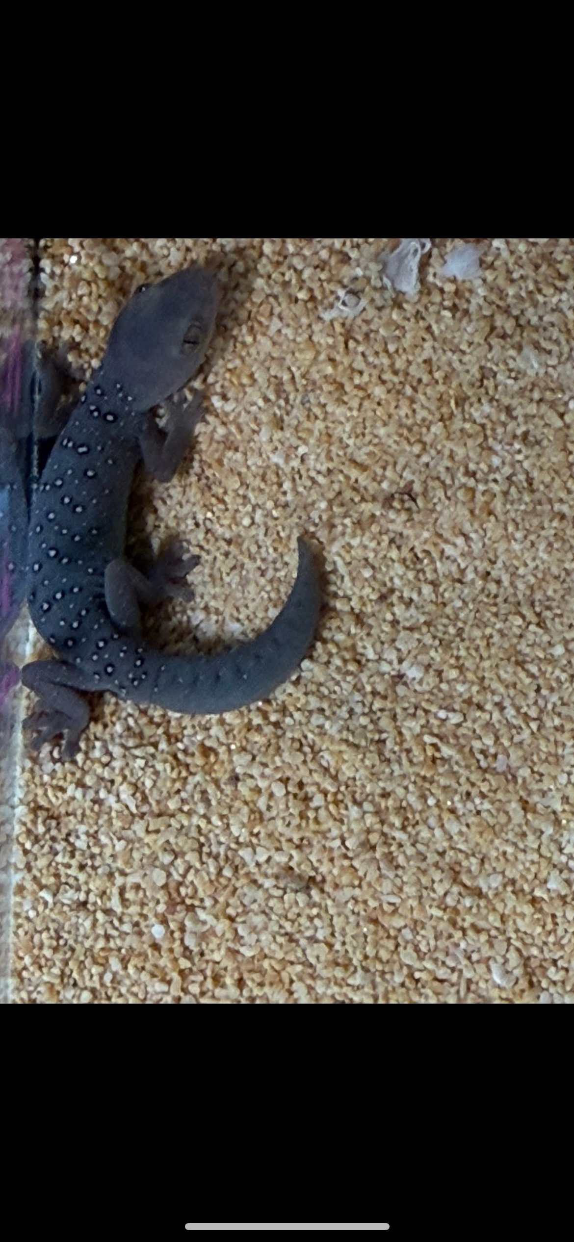 Jewelled Gecko