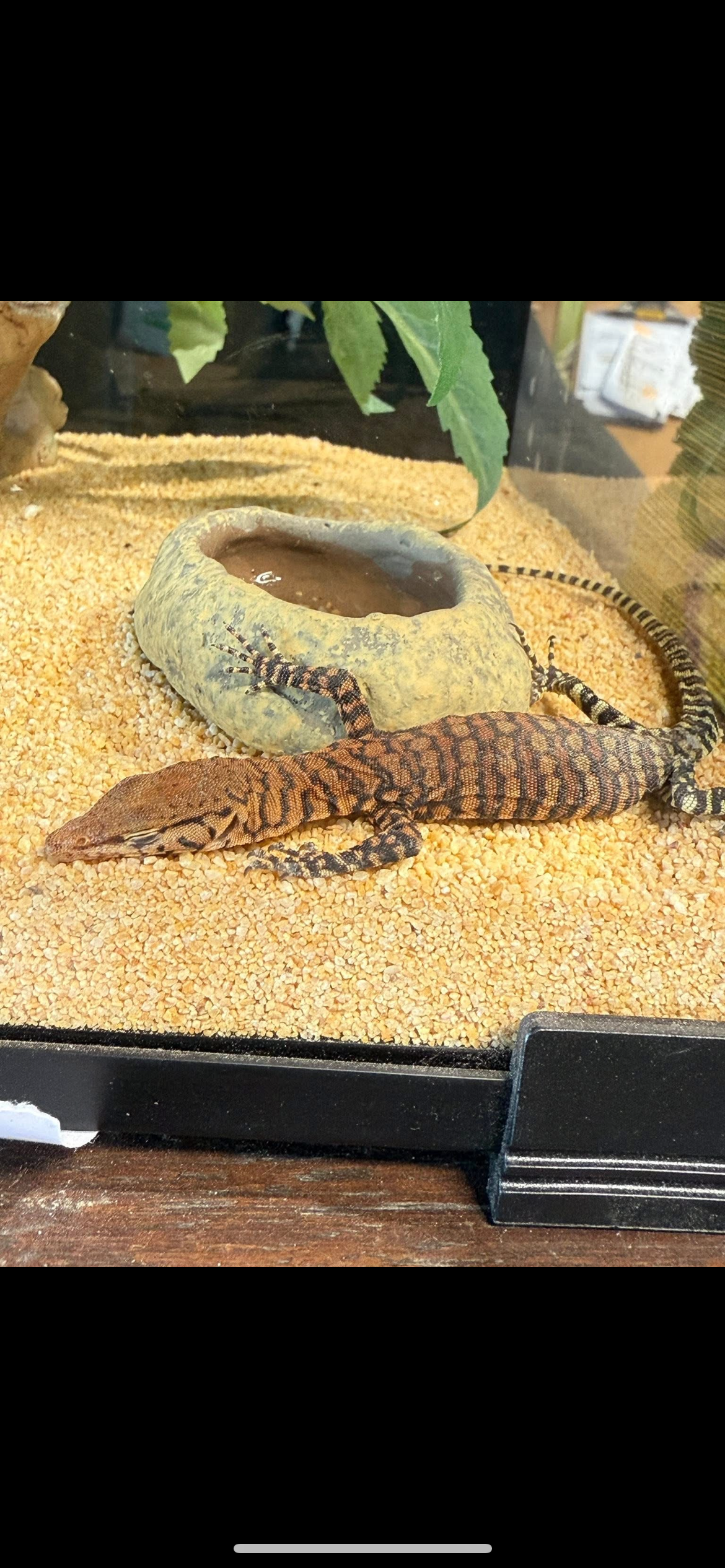 Northern Pilbara Rock Monitor