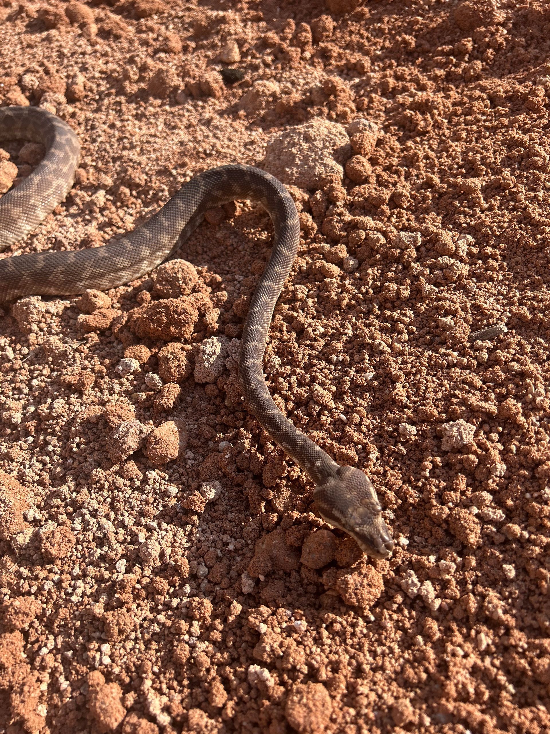 Rough Scale Python **OUT OF STOCK**