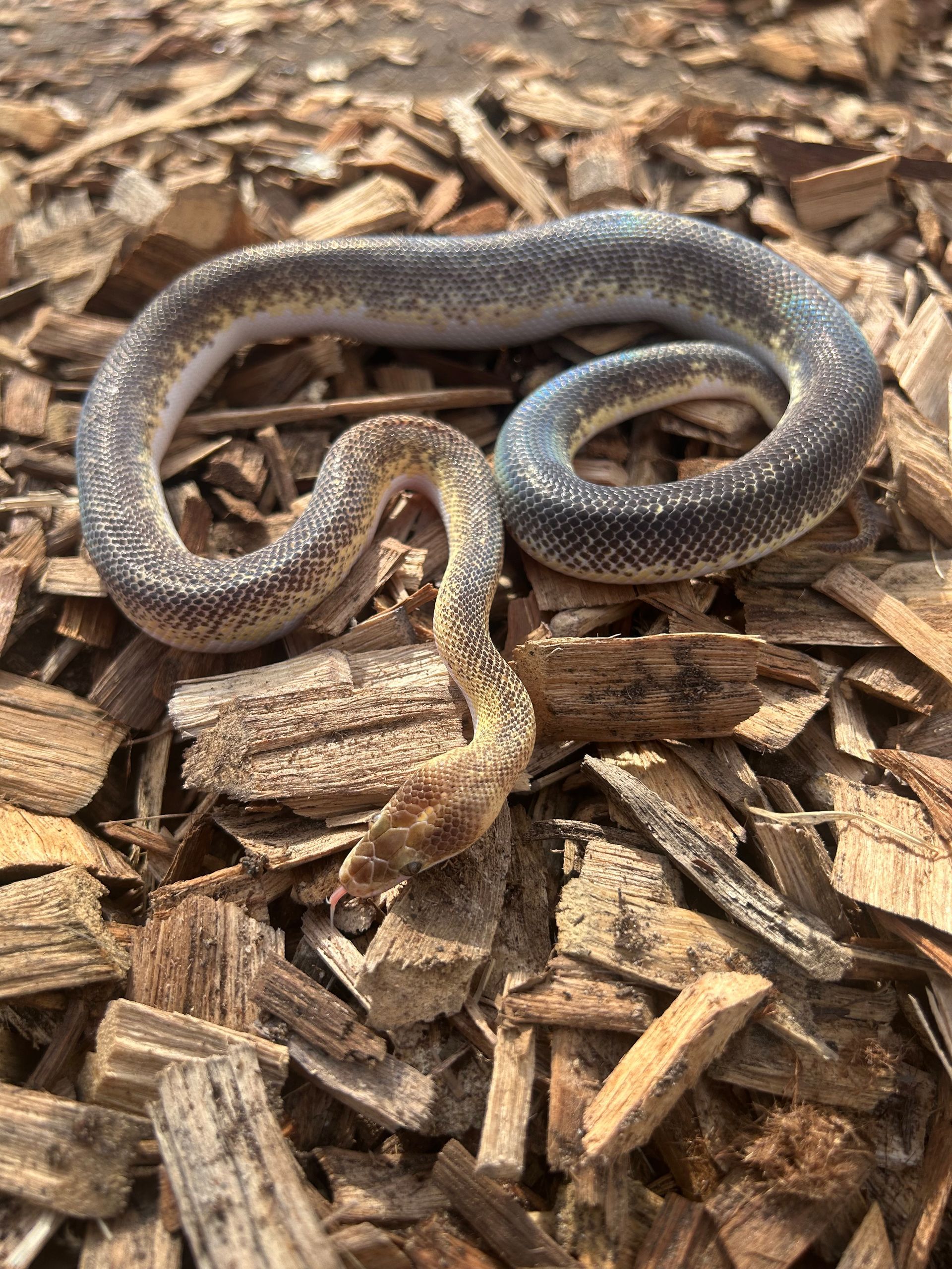Marble Children Python ~ Yearling **OUT OF STOCK**