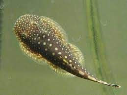 Borneo Sucker *OUT OF STOCK*