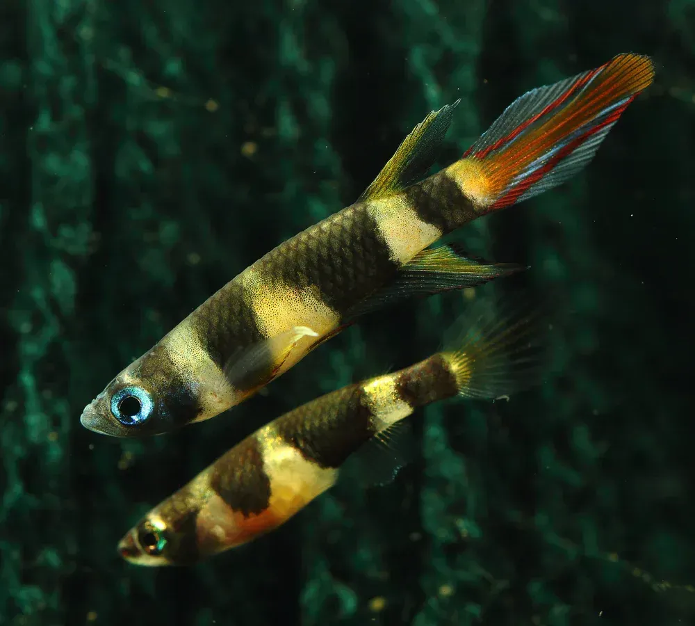 Panchax Clown