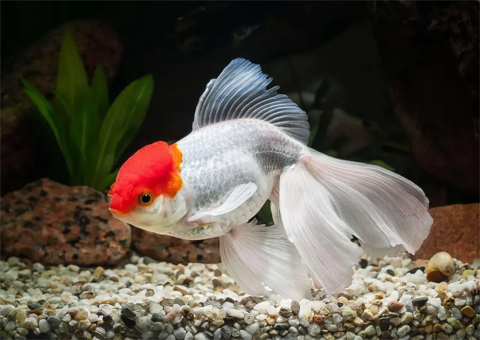 Assorted Oranda