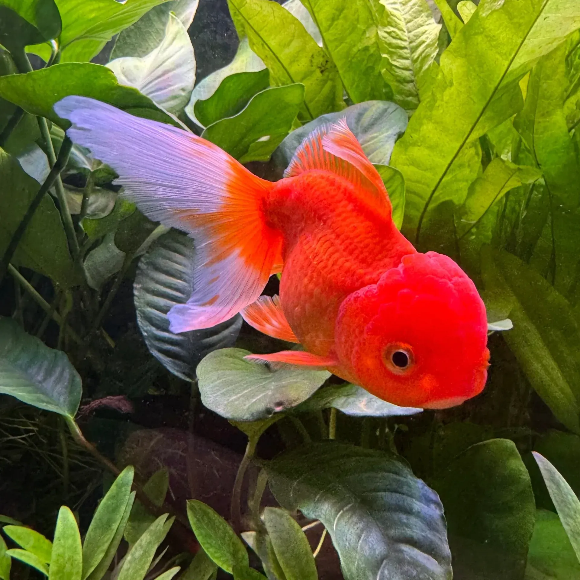 Assorted Oranda