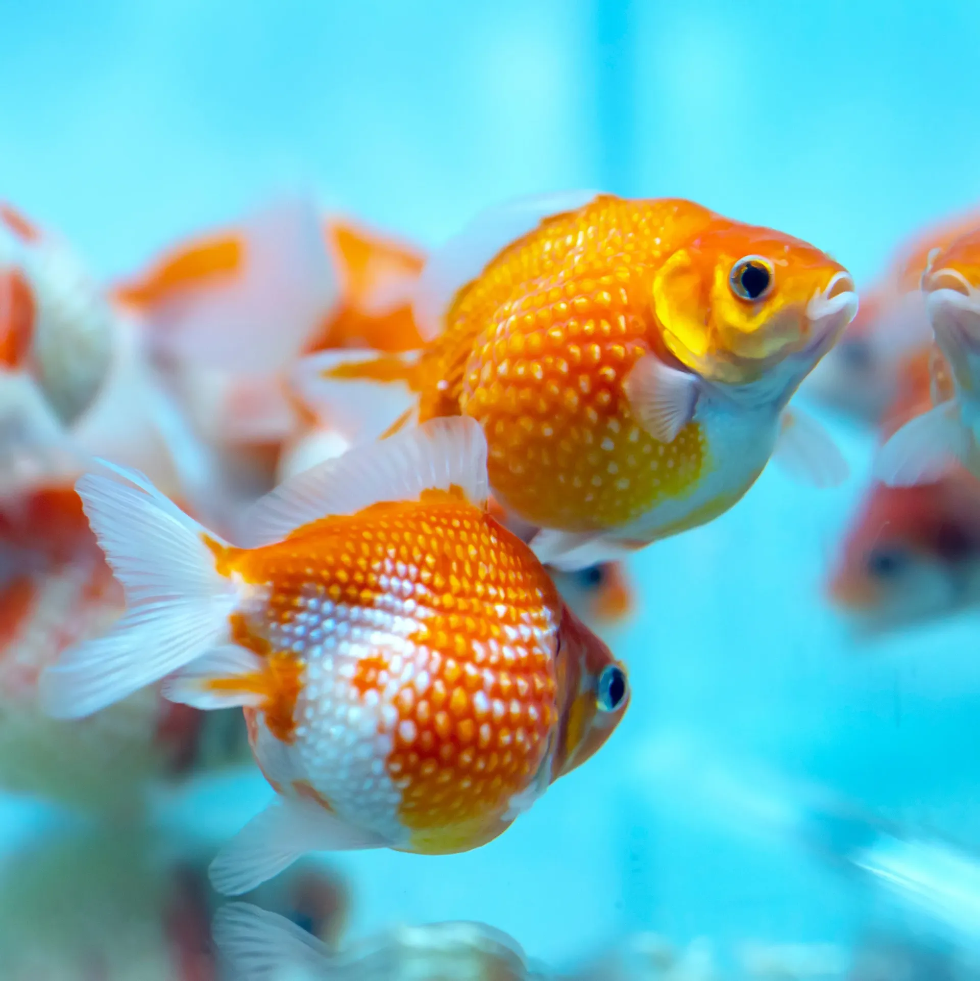 Pearlscale Ping Pong Goldfish