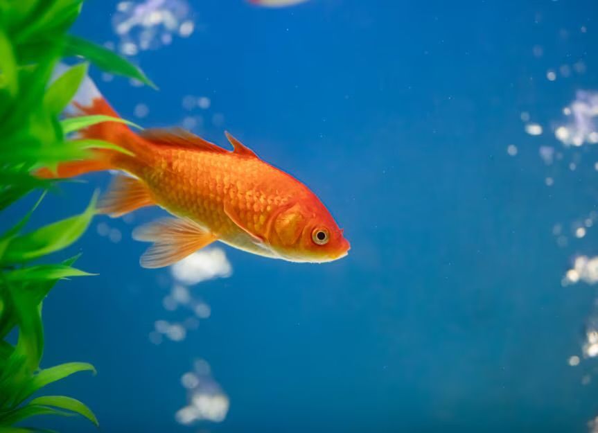 Large Goldfish