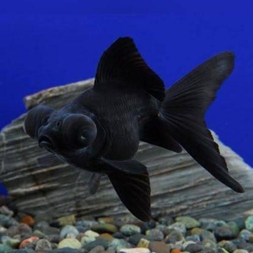 Black Moor