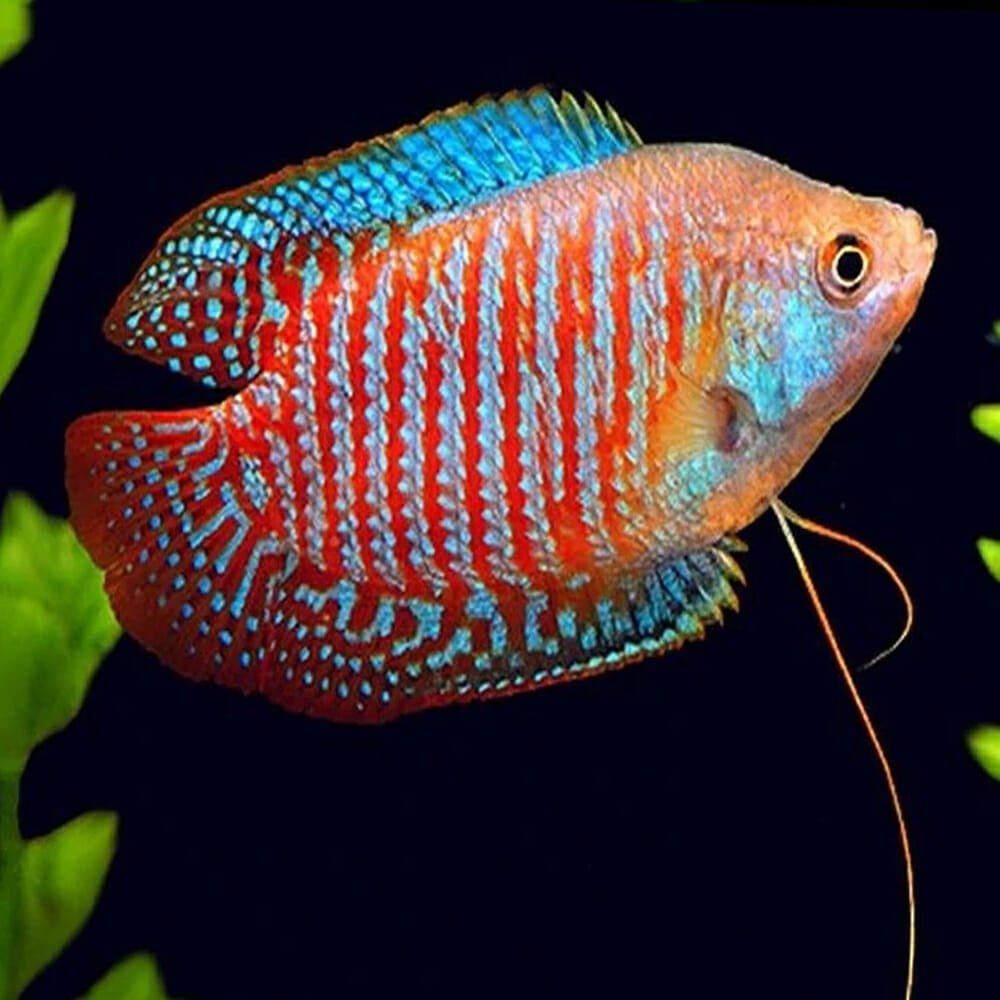 Assorted Gourami