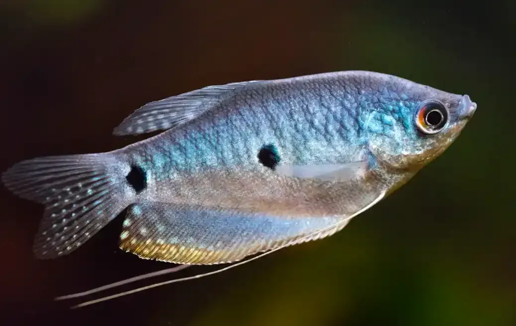 Assorted Gourami