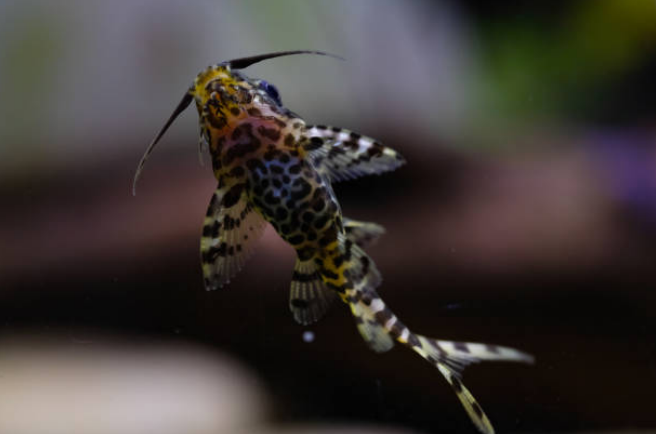 Upside-Down Catfish