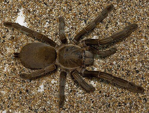 Selenocosmia Crasspies ~ Bird Eating Spider