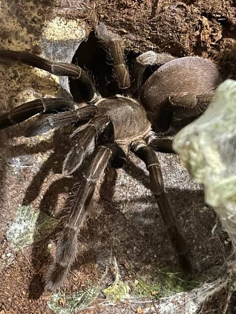 Pygmy Rainforest Tarantula