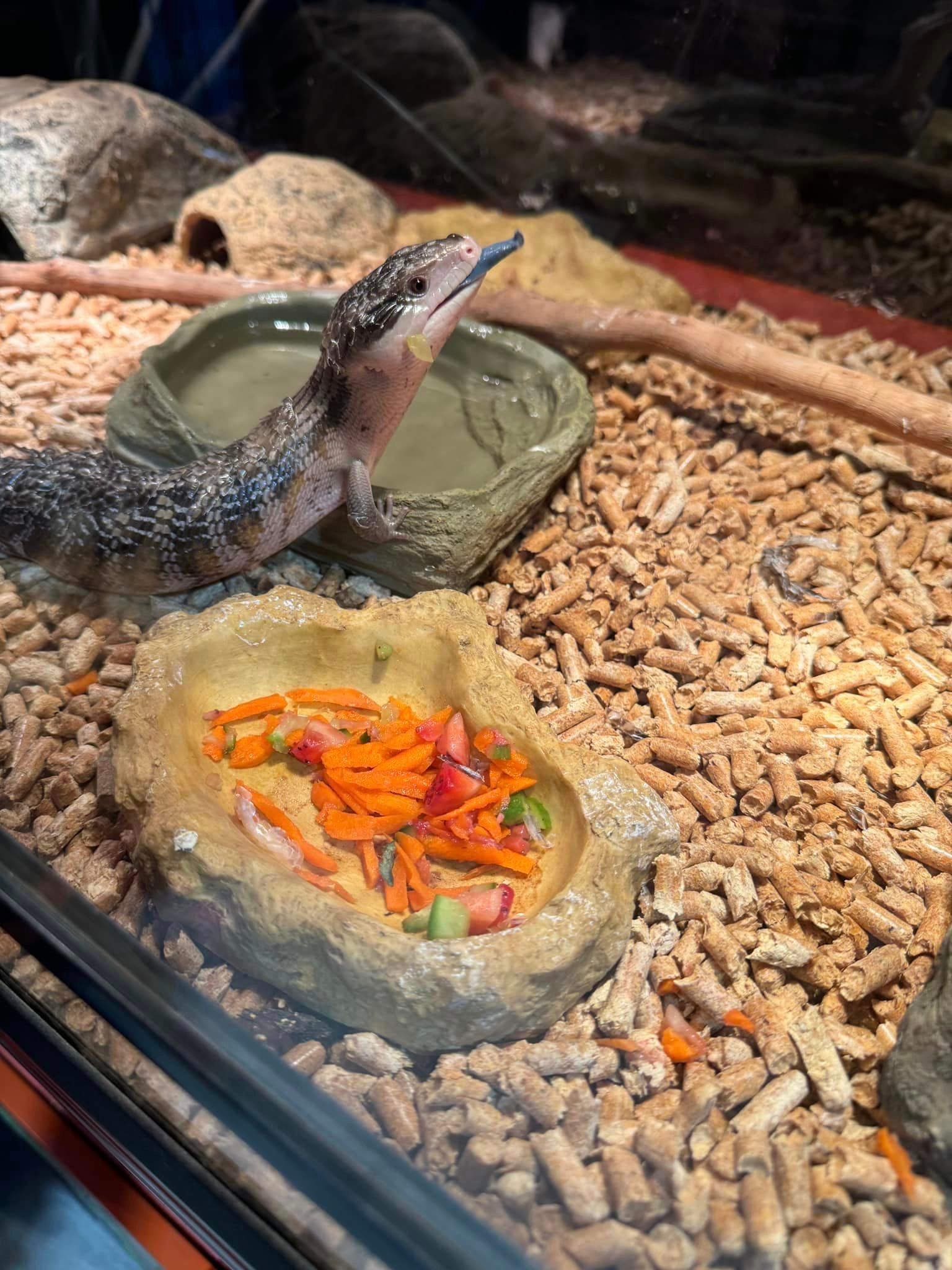 A Lizard on a Pile of Wood Pellets Next to a Bowl of Food — Howard Landscape and Produce Supplies in Hervey Bay, QLD