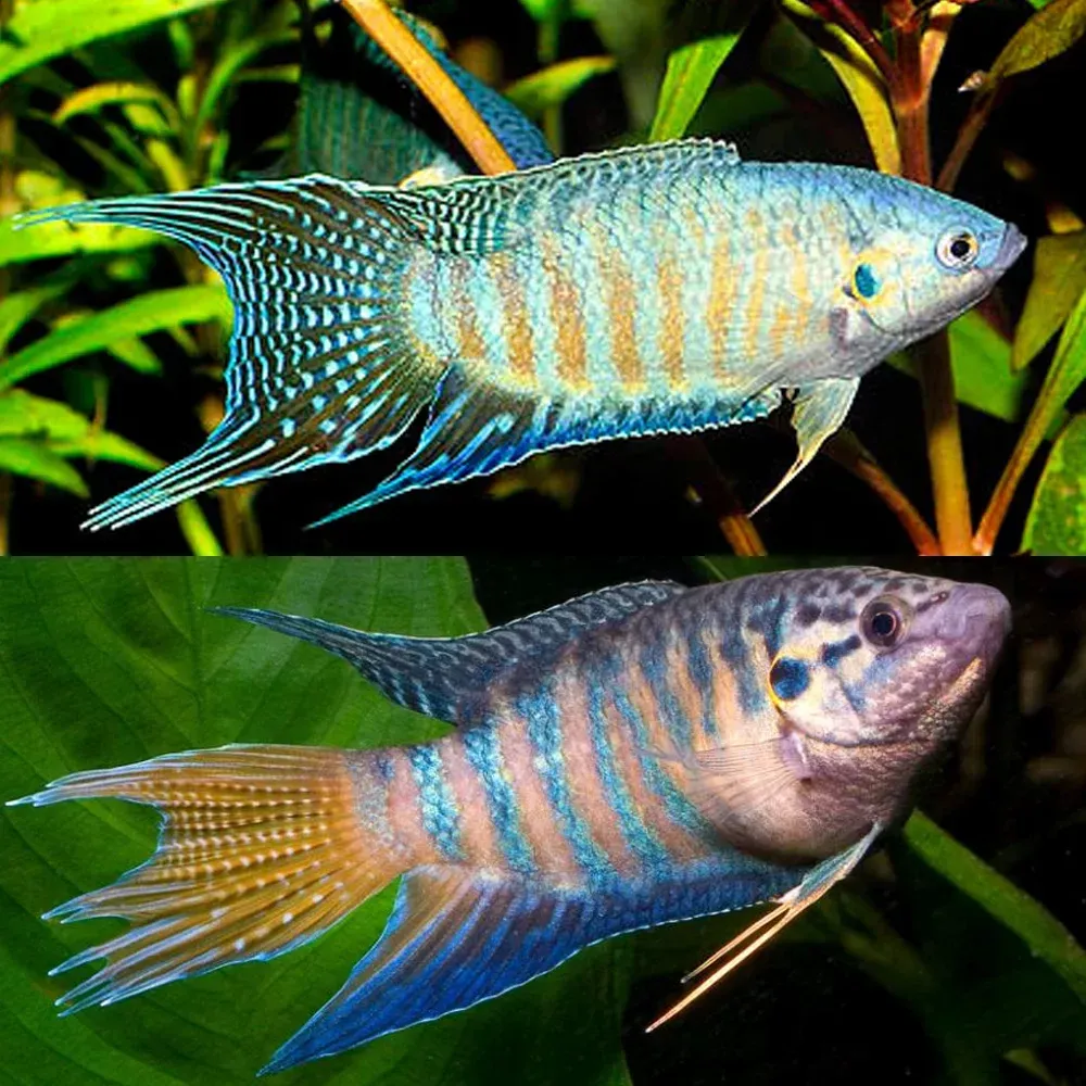 Paradise Fish