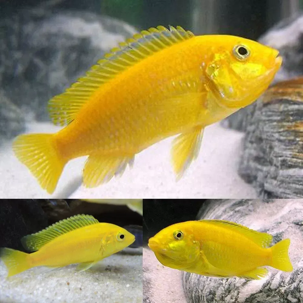 Electric Yellow Cichlid