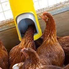 Bainbridge Chook Tower - Feeder
