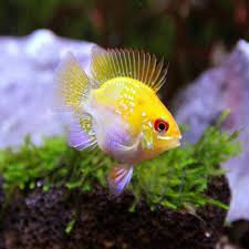 3cm Gold Balloon Ram