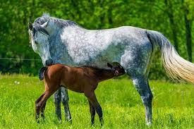 QPD Mare and Foal