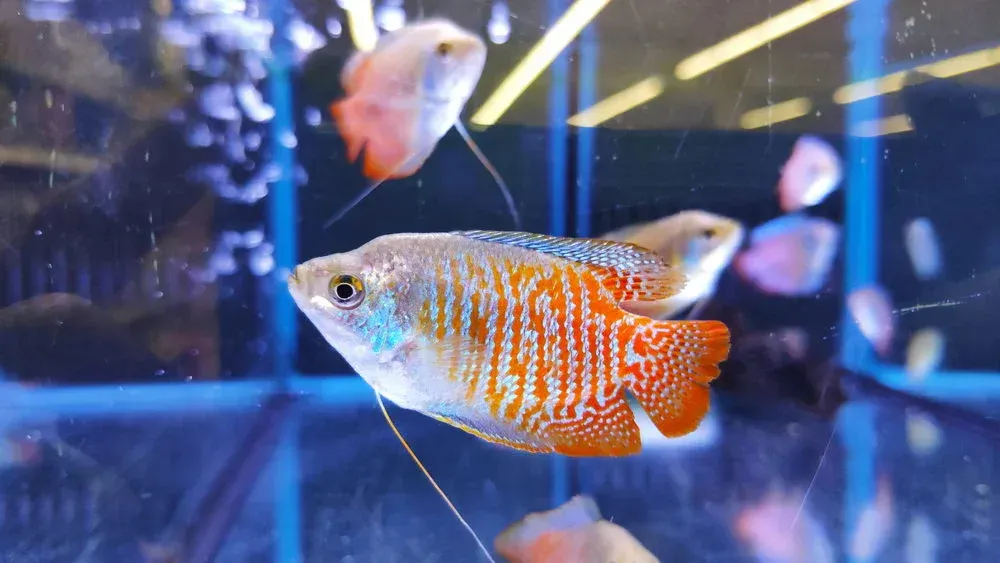 Dwarf Neon Gourami