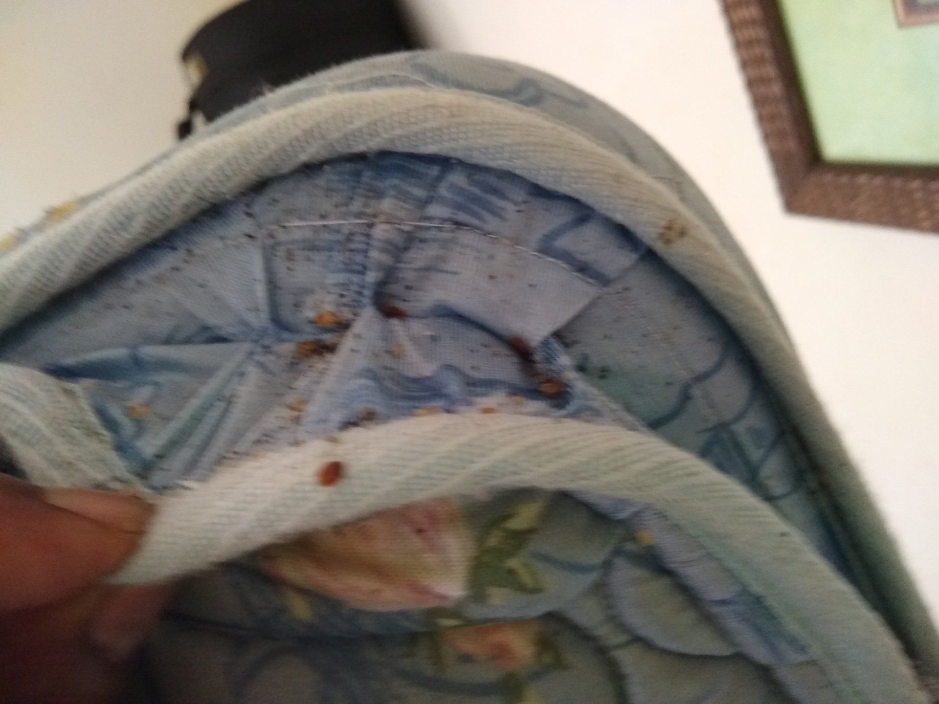 Mattress with bed bugs and staining in the seams. Hand lifting edge.