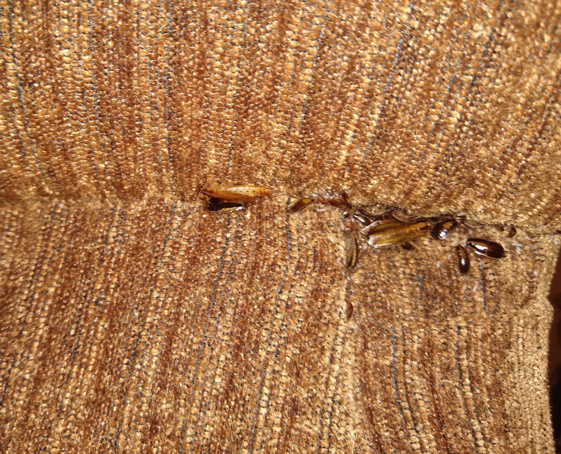 Cockroach Control