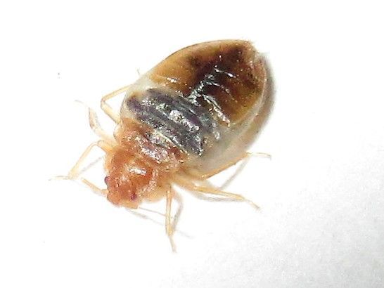 Bed bug, brown, oval-shaped body, visible legs and head, on white background.