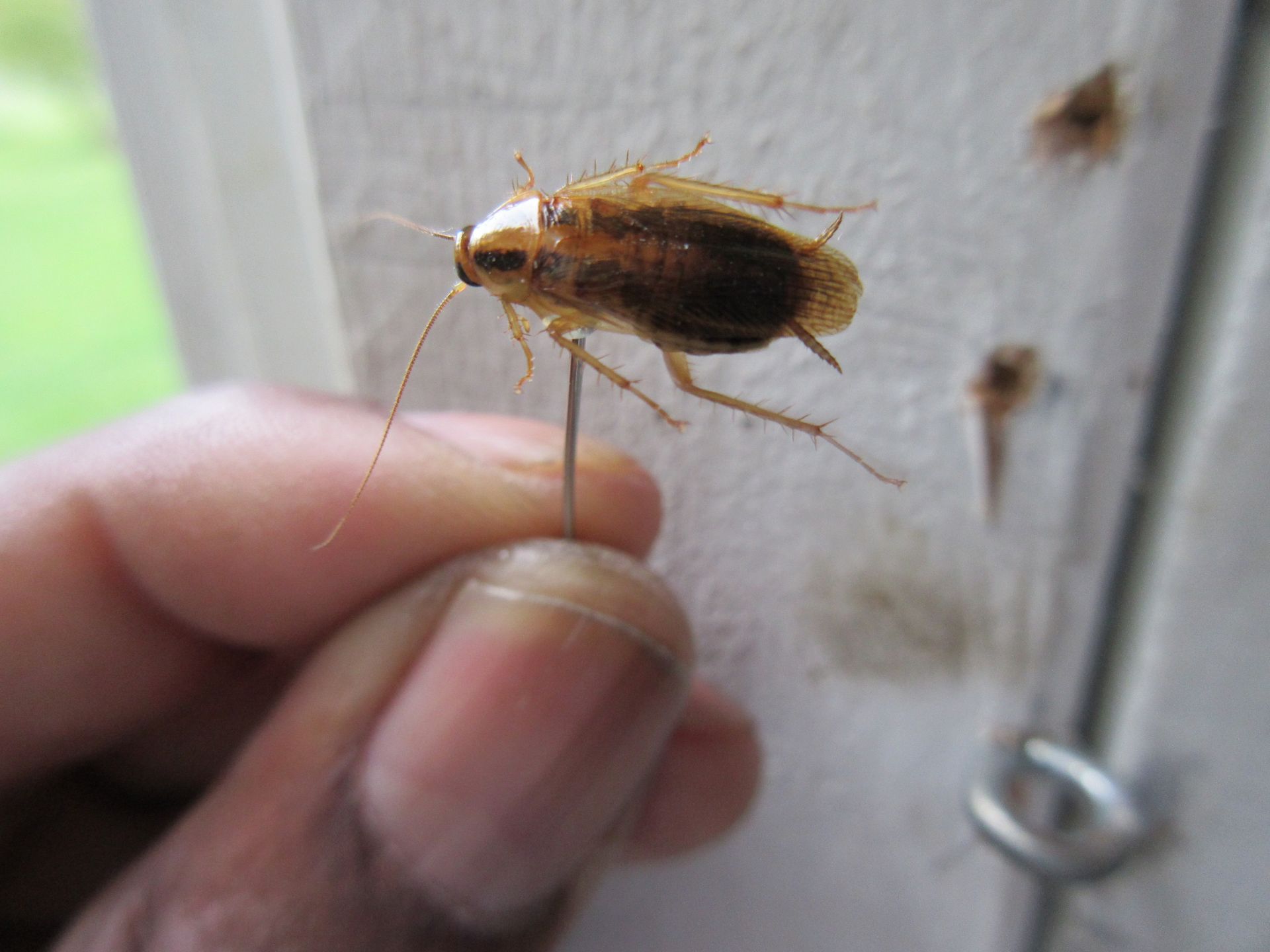 German Cockroach | H L Cooper Pest Control Richmond VA