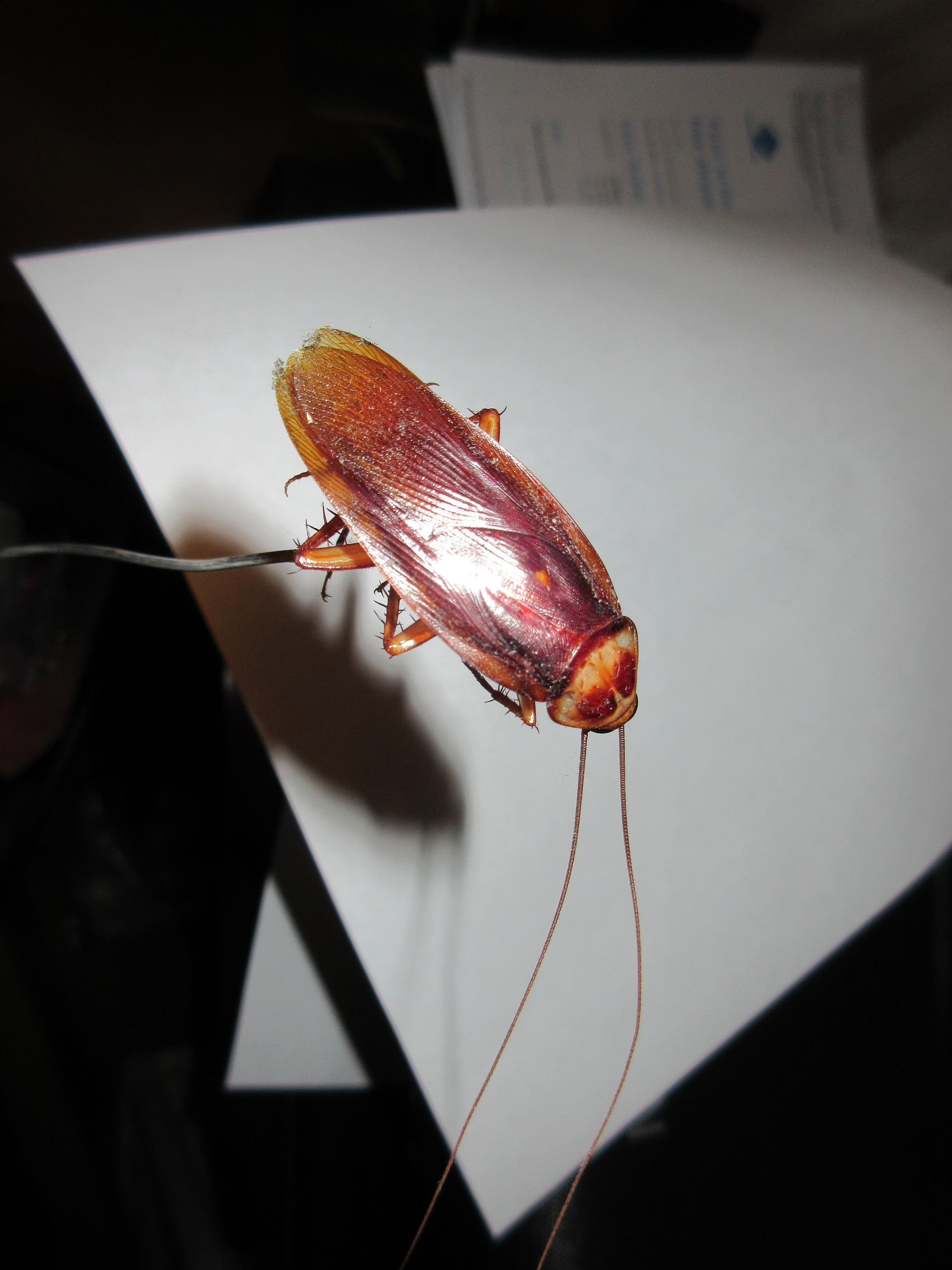 The American Cockroach