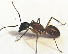 Ant Brown and black ant with long antennae and legs, on a white surface.