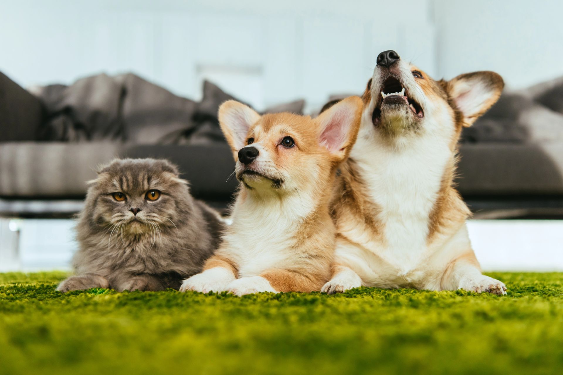 Línea anima (mascotas)