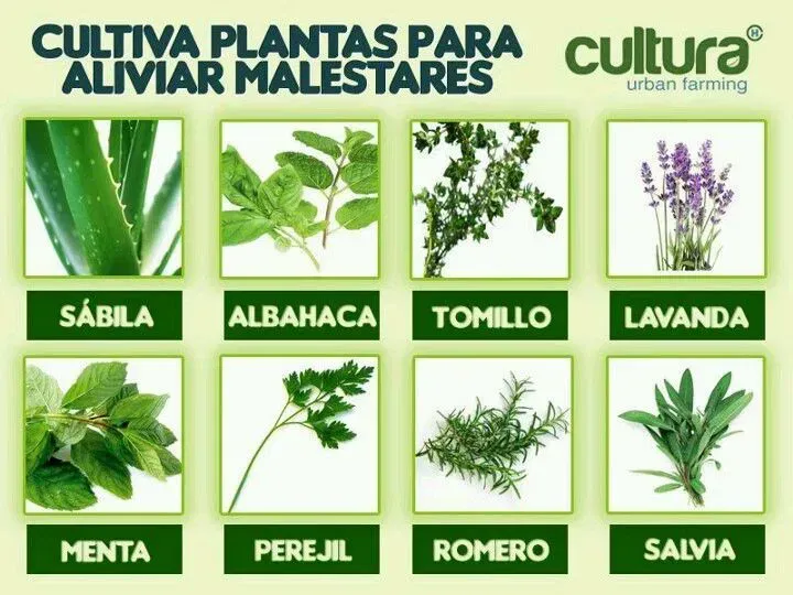 Cartel verde con 8 plantas medicinales: sábila, albahaca, tomillo, lavanda, menta, perejil, romero y salvia.