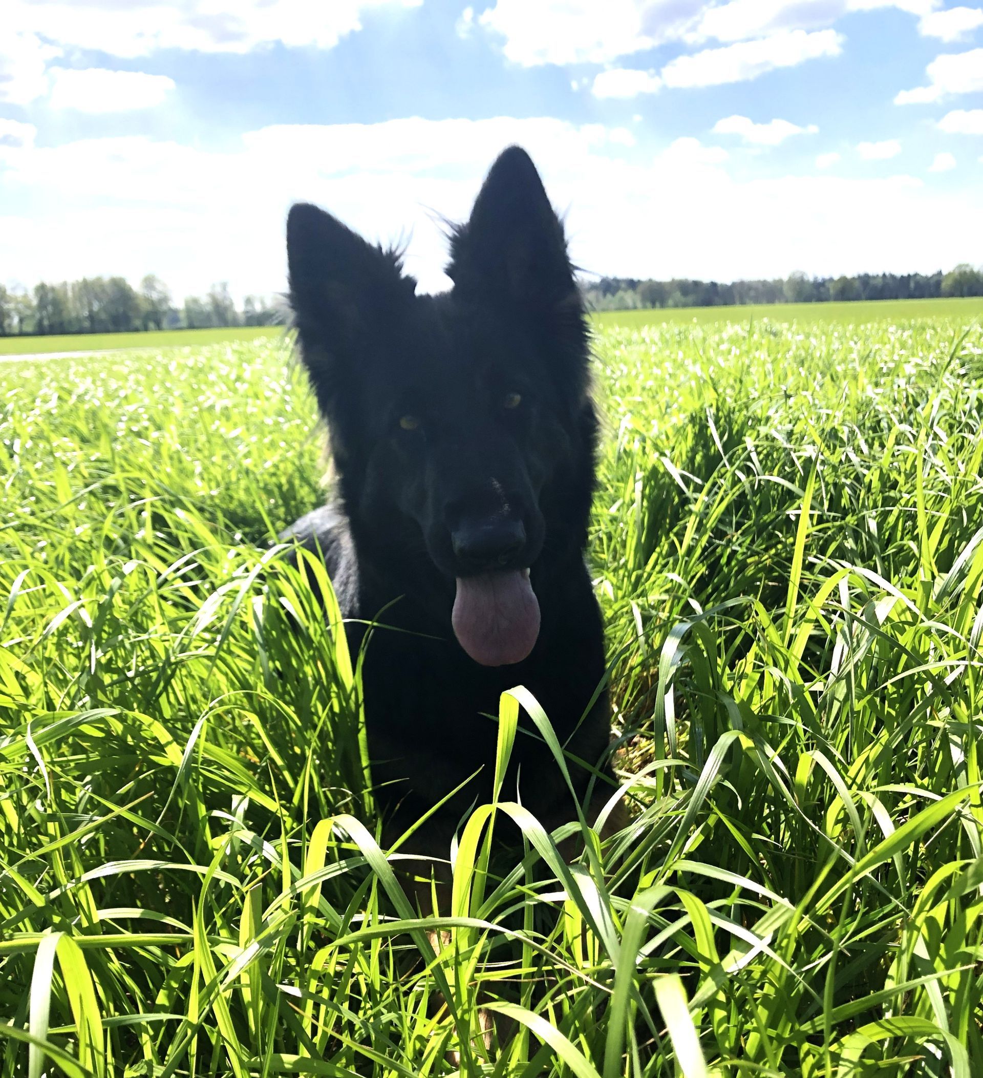 Oud Duitse herder