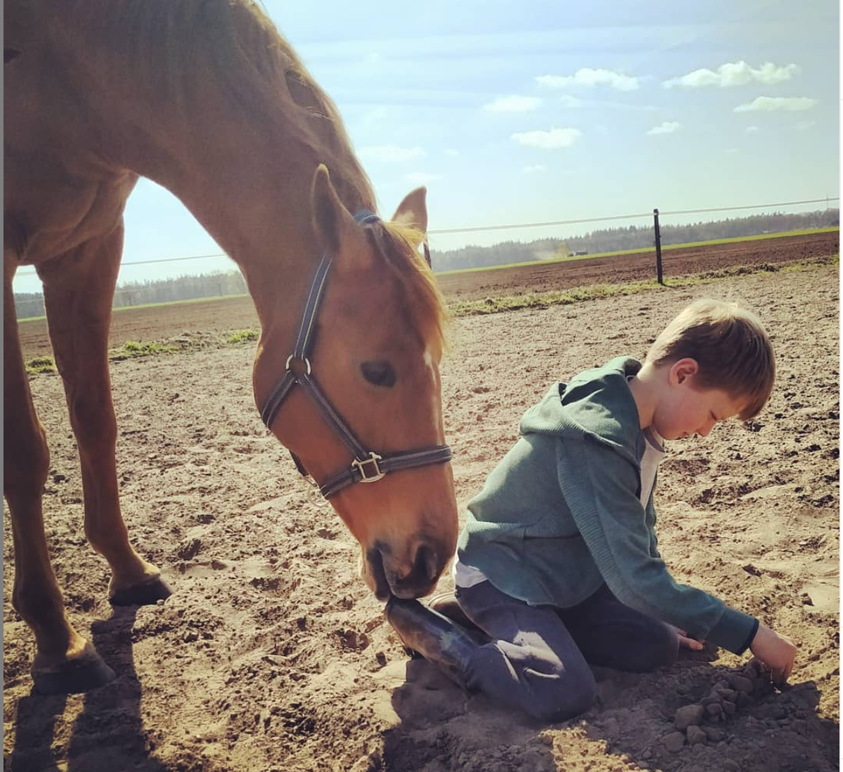 psychologie paardencoaching