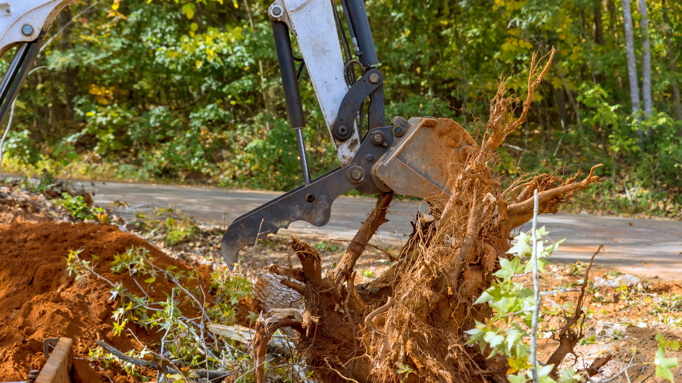 Tree Removal