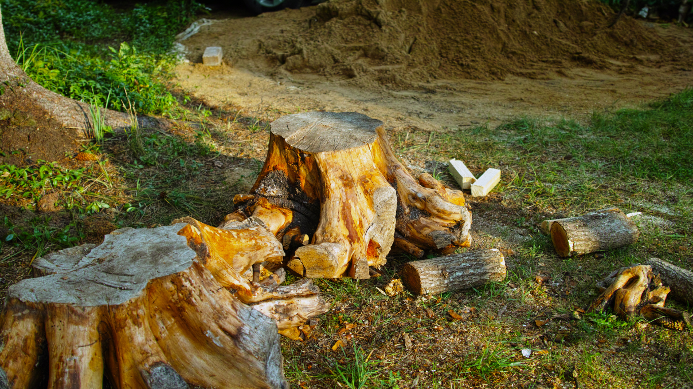 tree service