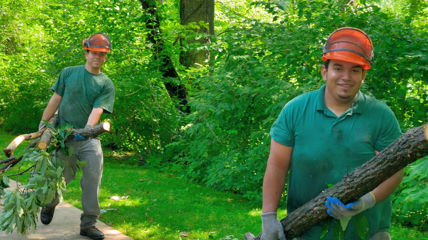 Two men are doing emergency tree removal