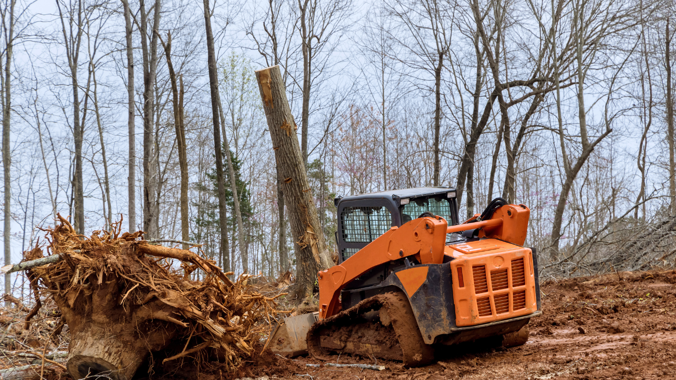 Tree Removal