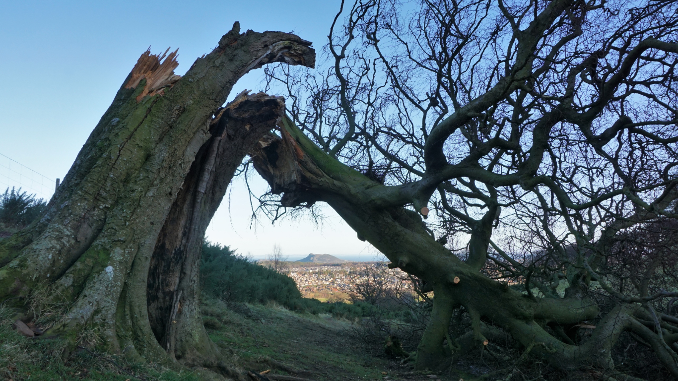 storm damage cleanup