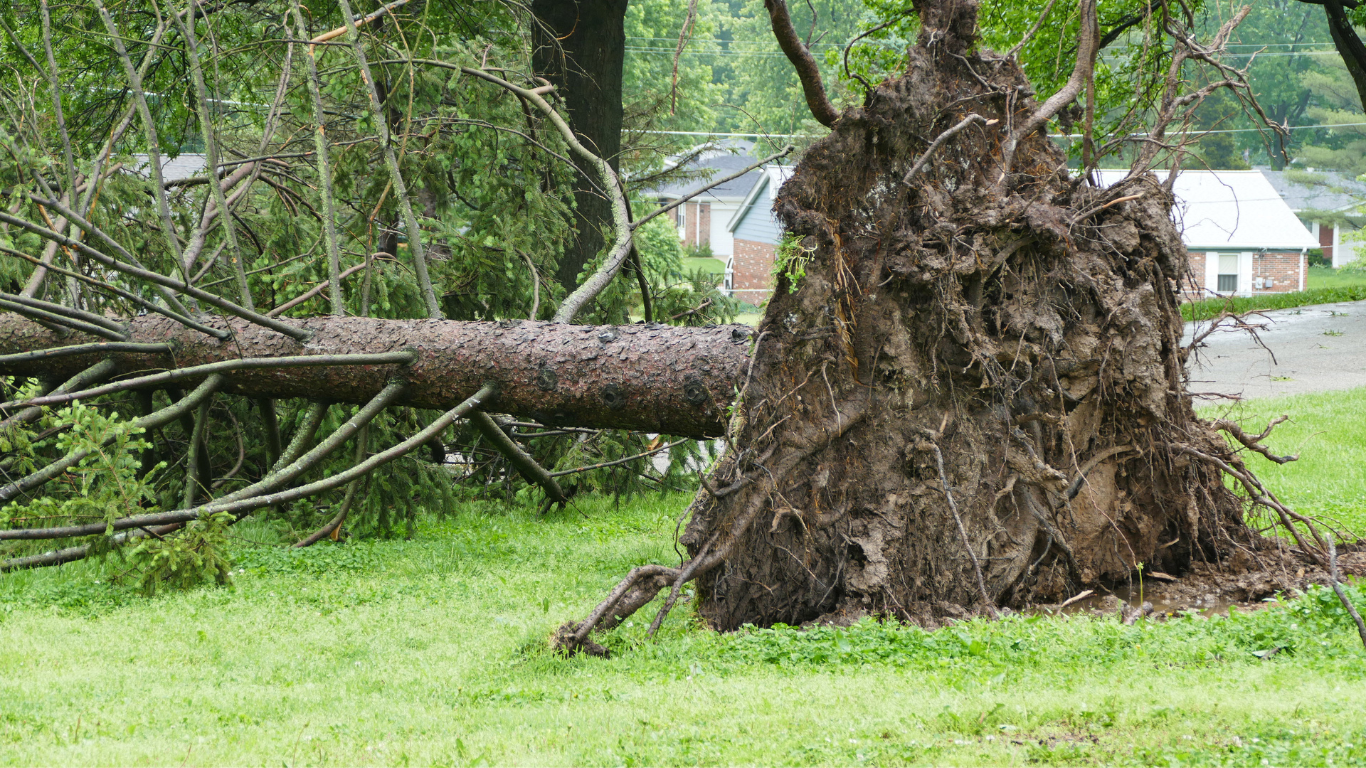 Tree Removal