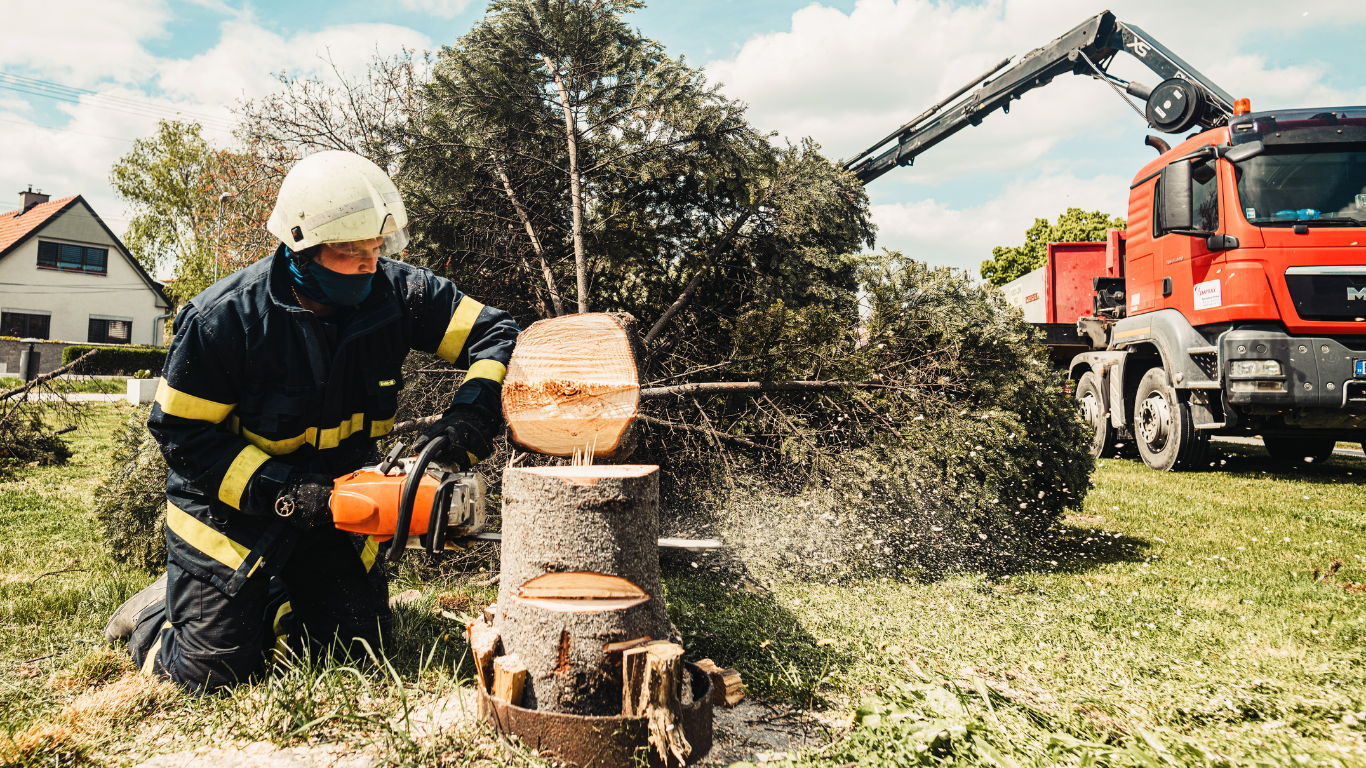 Tree Removal
