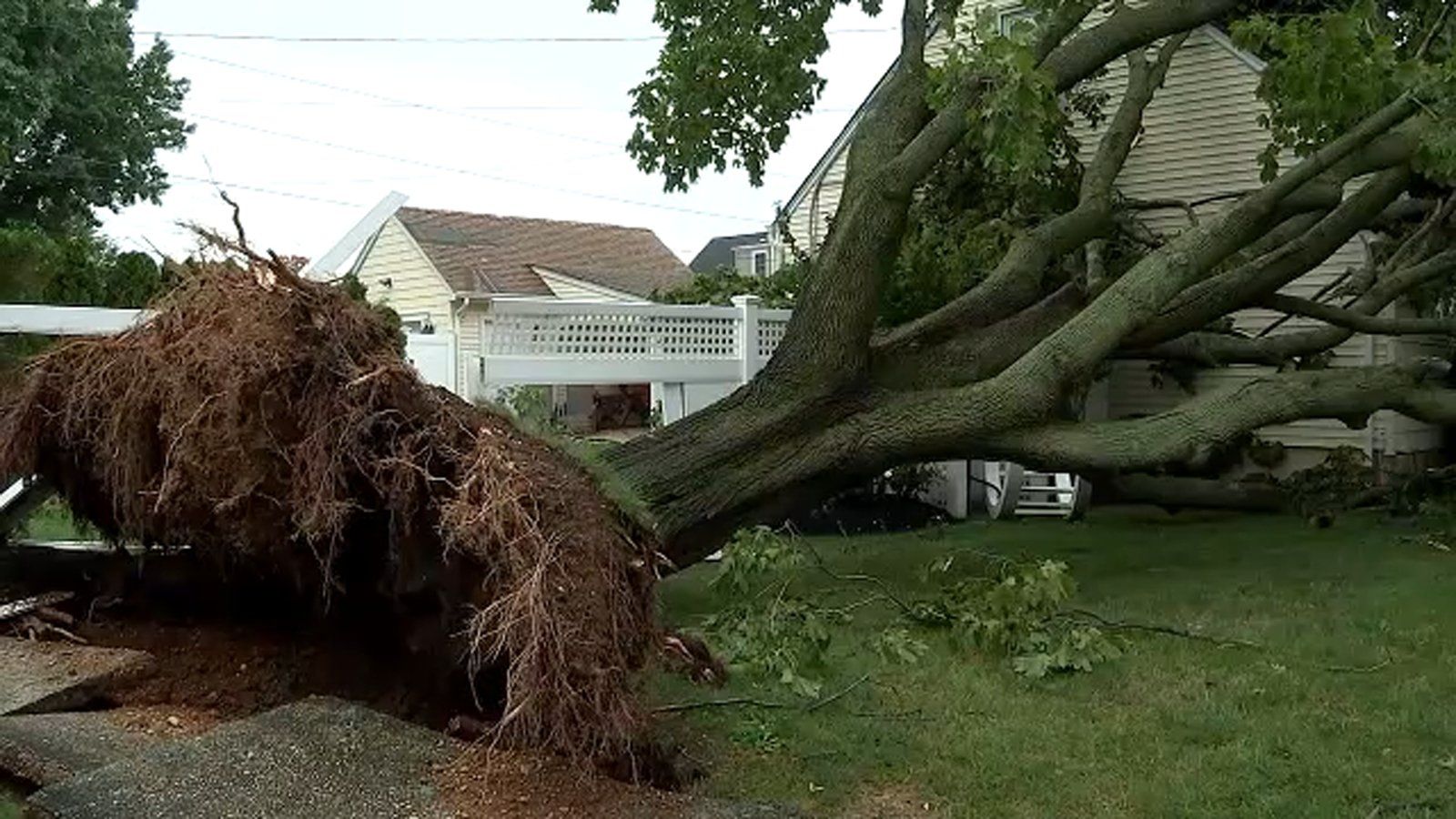 emergency tree removal