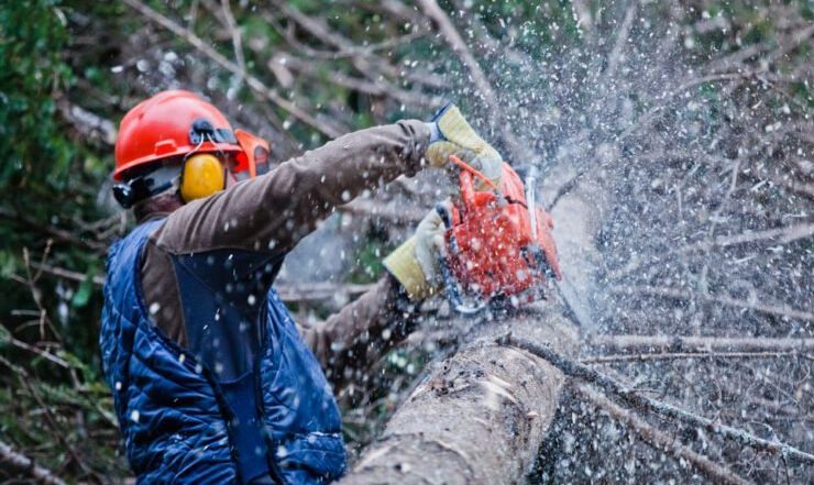 A man is cutting a tree with a chainsaw.