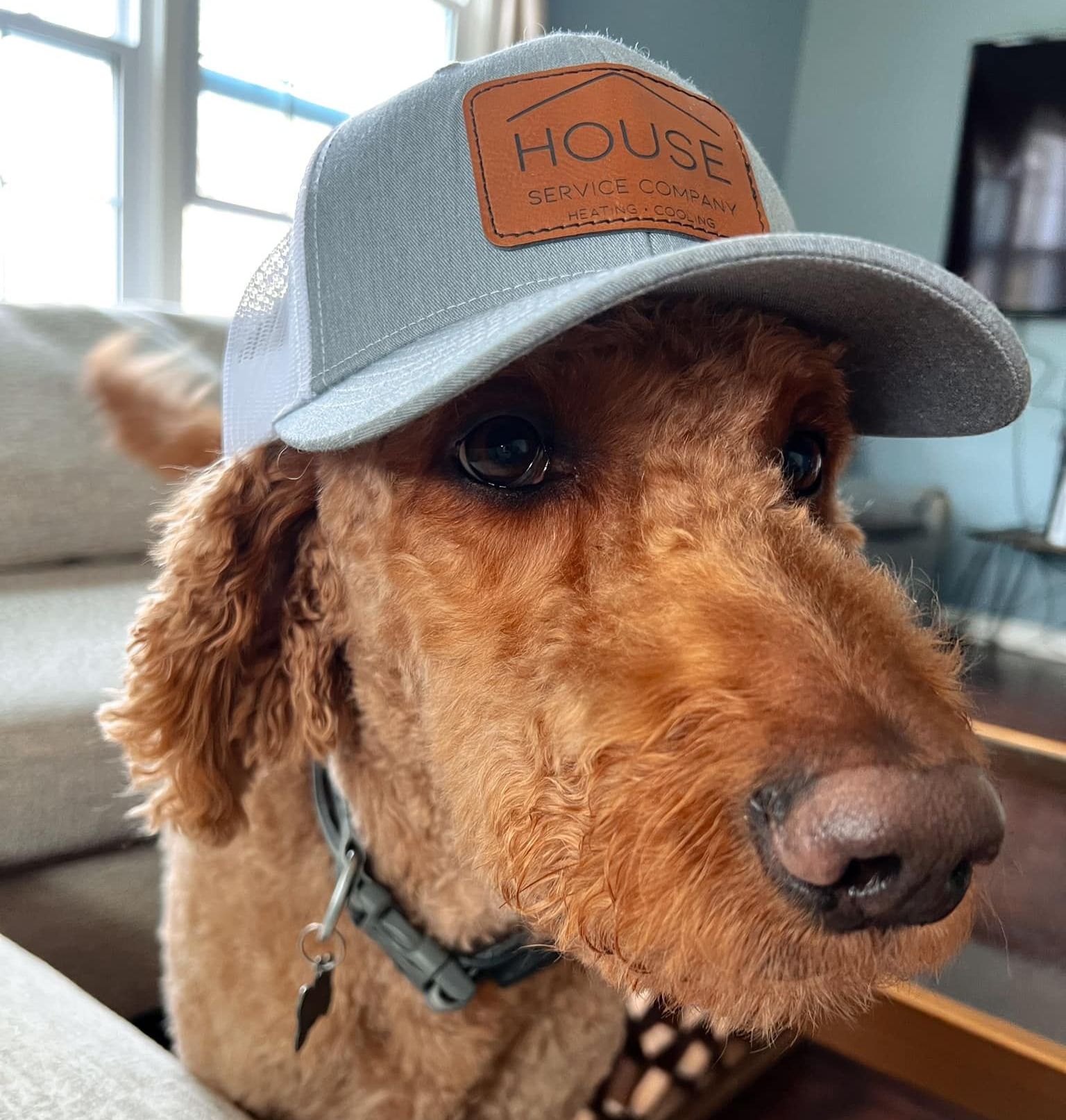 A dog wearing a hat that says house on it