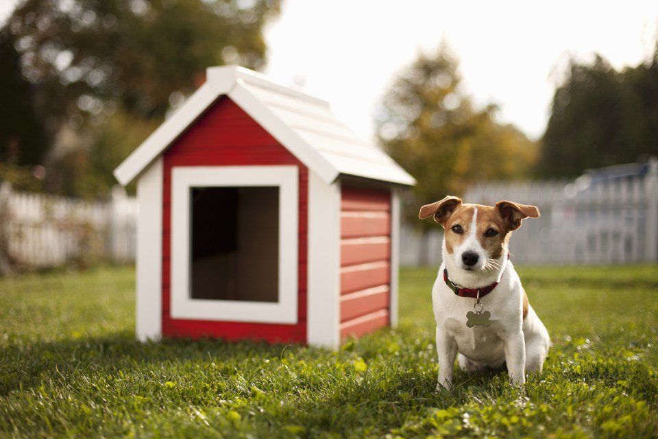Cucce per animali