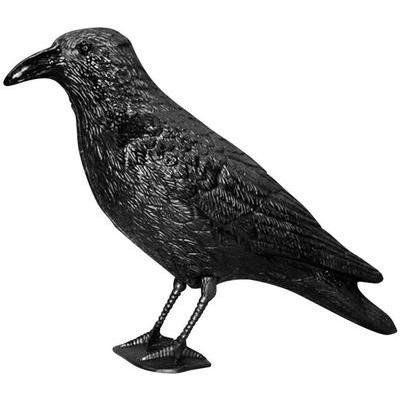 corvo
