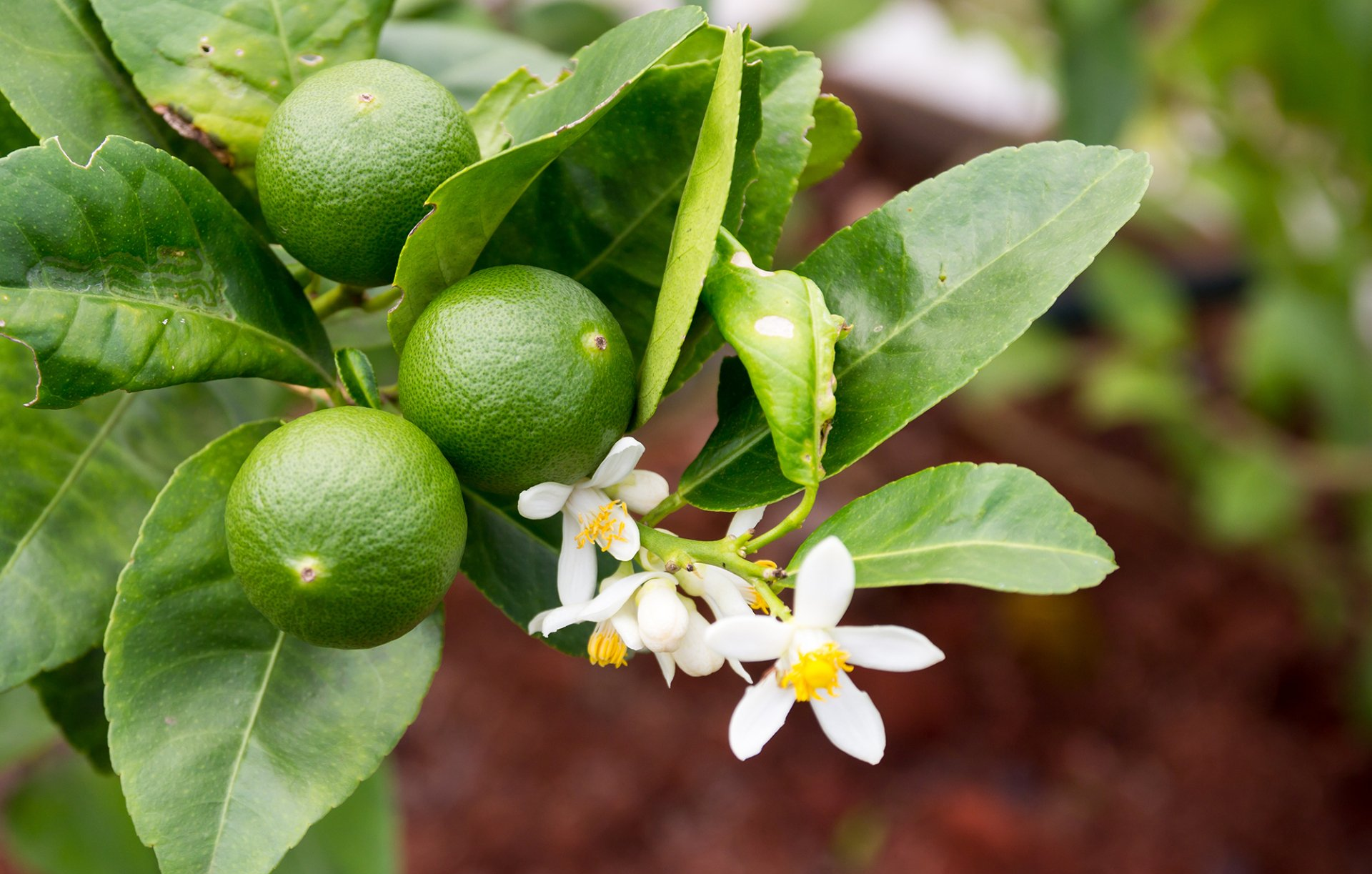 Giardinaggio