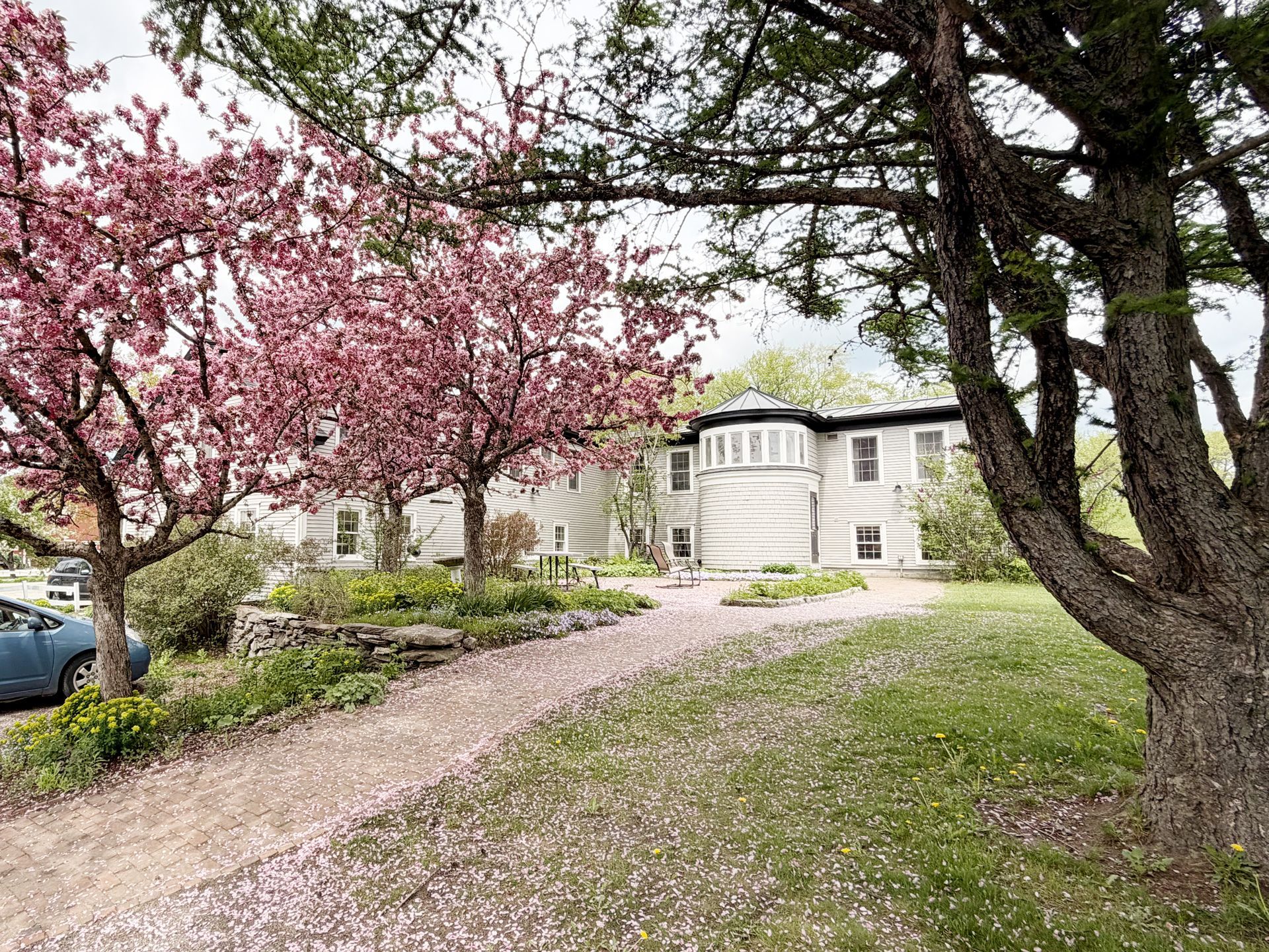 Blooming pink trees and a white building along a gravel path in a garden setting