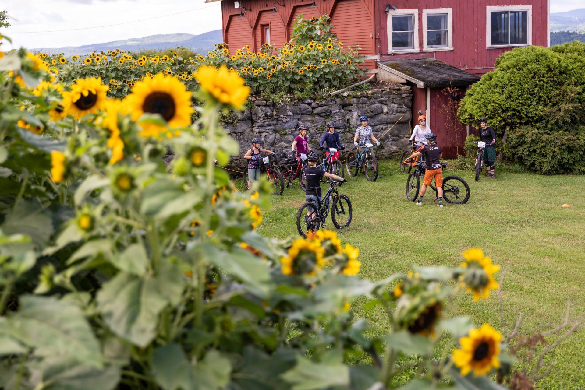 Cyclists gathered near a red house in a grassy garden with bright yellow sunflowers in the foreground