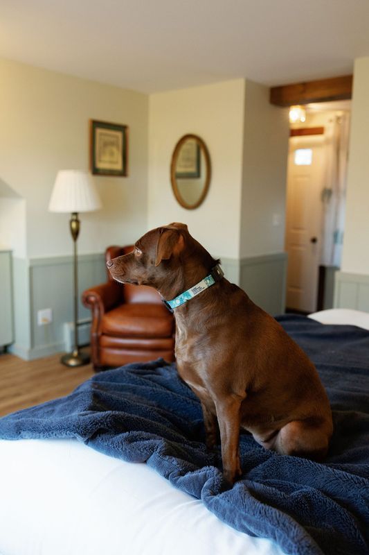 Pet-friendly hotel rooms in Kingdom Trails