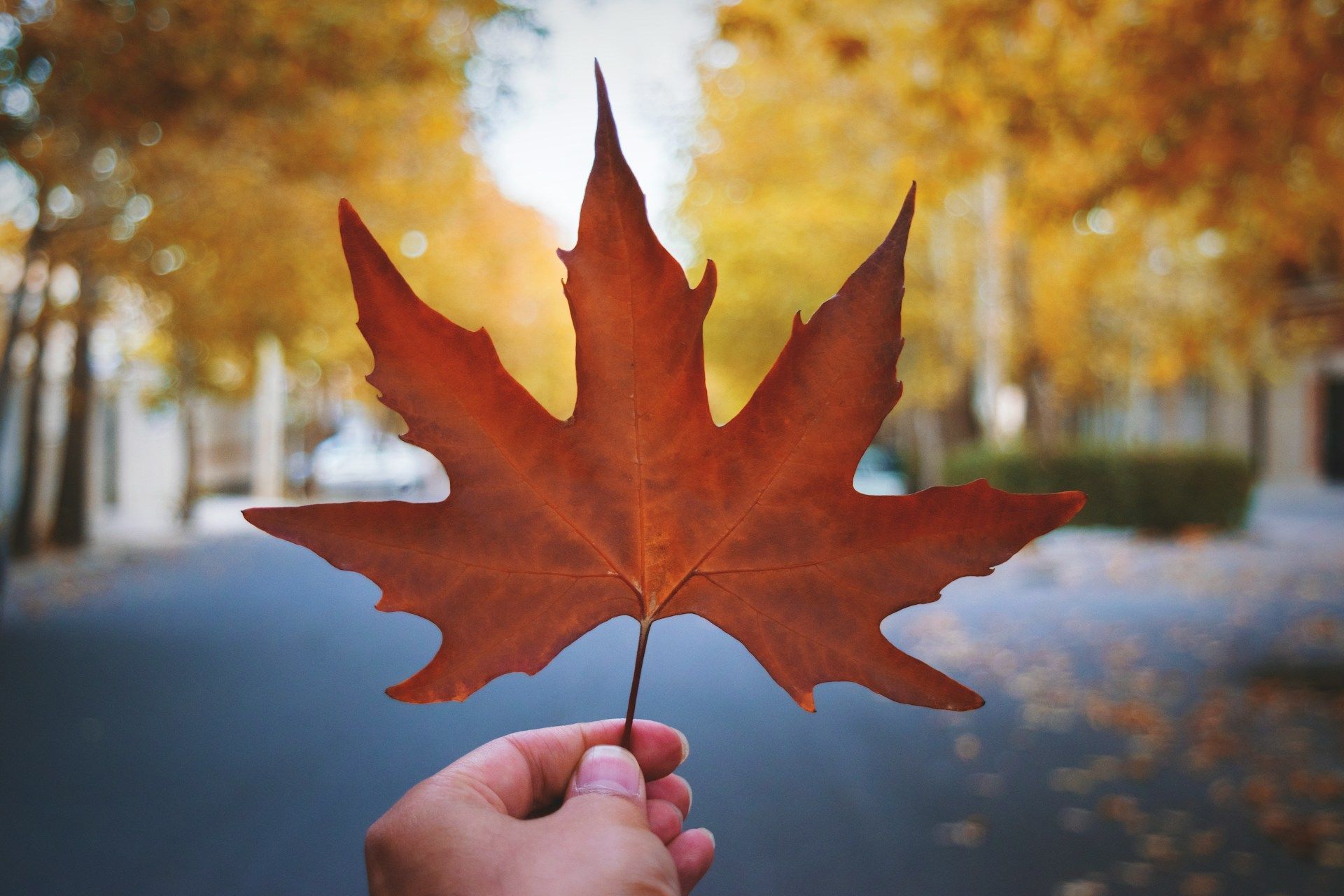 Hand holding a red maple leaf on an autumn street with blurred trees in the background.